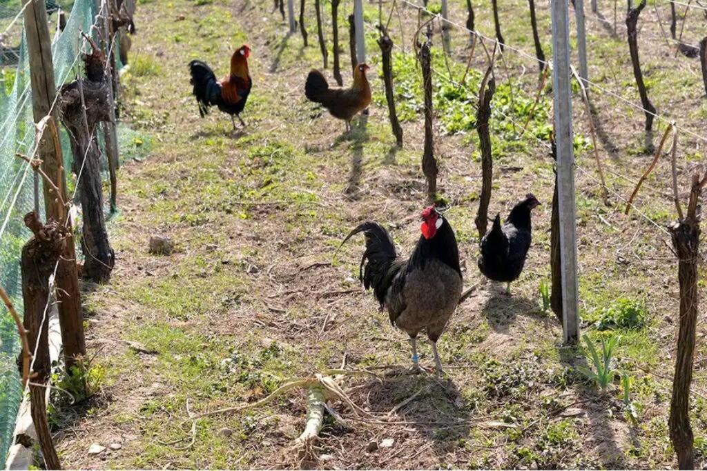 Gite L'Oeuf Ou La Poule, Parking Prive, Sur Domaine Viticole Ribeauville  Ngoại thất bức ảnh